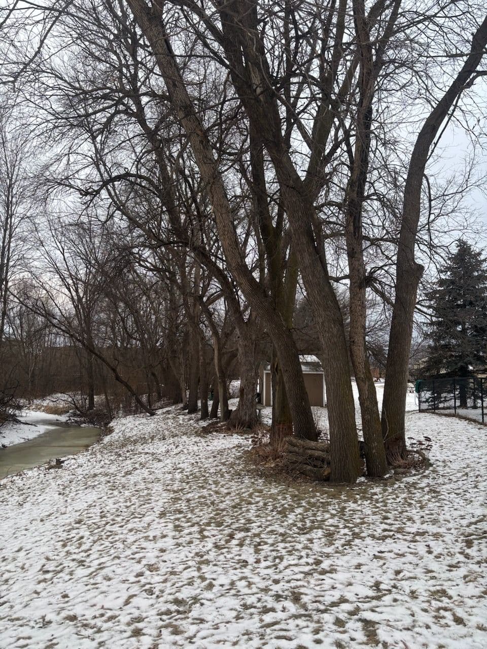 Ash Tree Removal in Waconia image